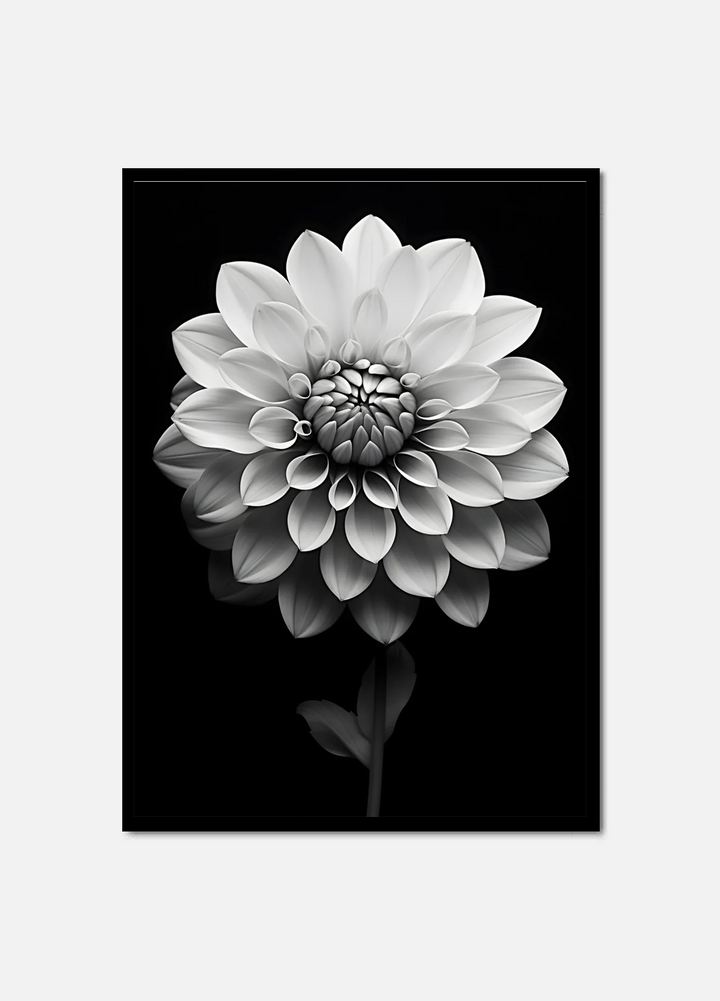 Ebony and Ivory Bloom